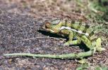 cameleon agressif.jpg
